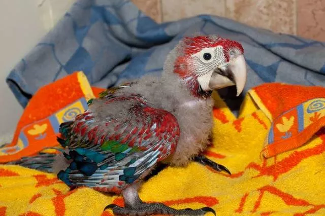 Phonology sequence of the parrot from birth - #20 