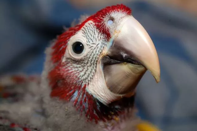 Phonology sequence of the parrot from birth - #21 