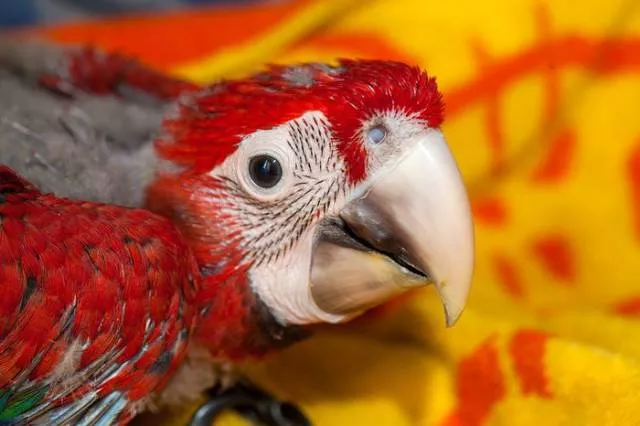 Phonology sequence of the parrot from birth - #22 