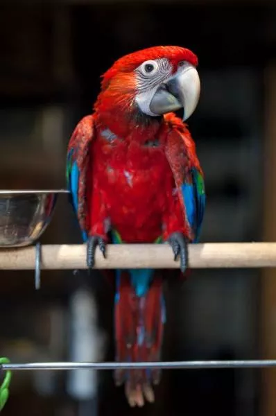 Phonology sequence of the parrot from birth - #23 