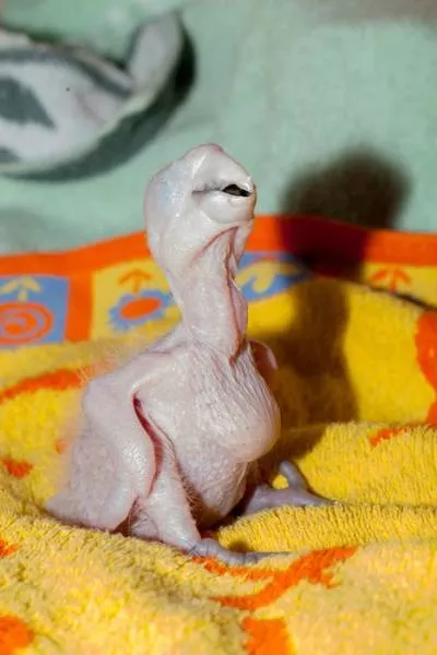 Phonology sequence of the parrot from birth - #5 