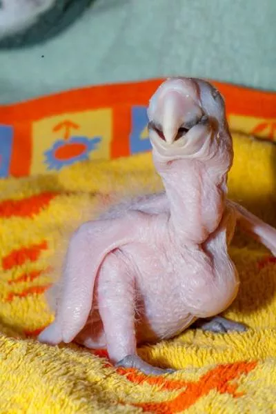 Phonology sequence of the parrot from birth - #7 