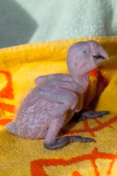 Phonology sequence of the parrot from birth - #8 