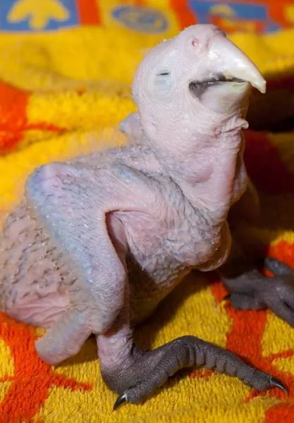 Phonology sequence of the parrot from birth - #9 