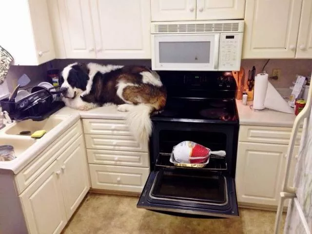 Picdump 490 - #36 