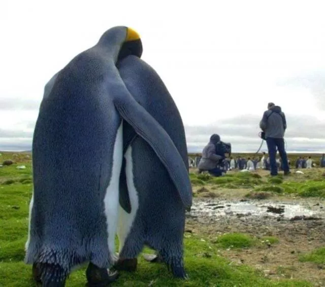 Photos les plus likees - #36 Photos les plus likees - #36