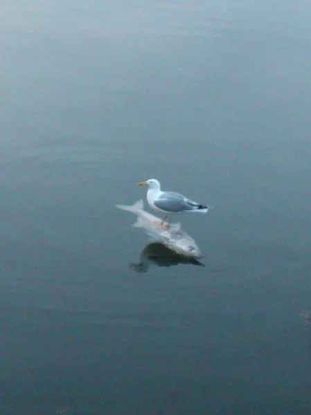 Picdump 83 - #20 