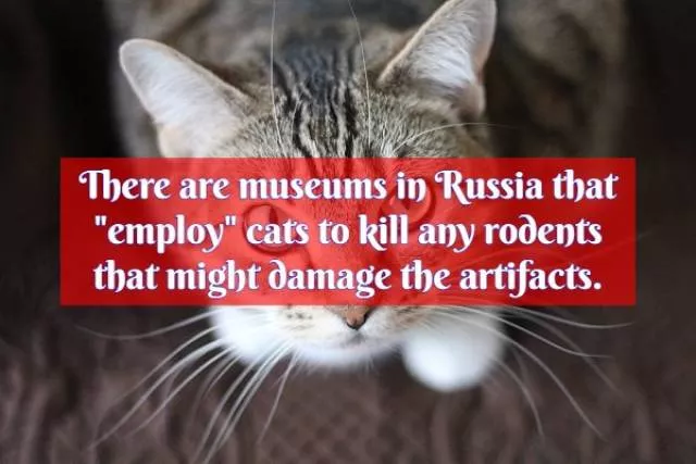 Some news about russia - #6 