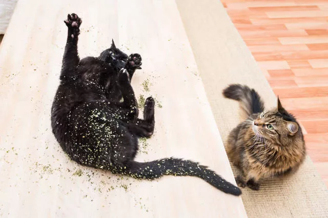 Chats vs cataire junkies - #10 