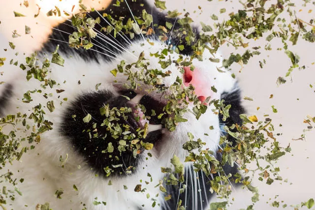 Cats vs catnip junkies - #11 