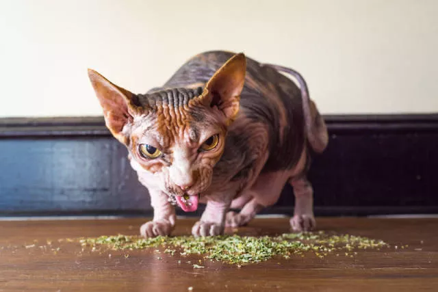 Cats vs catnip junkies - #12 