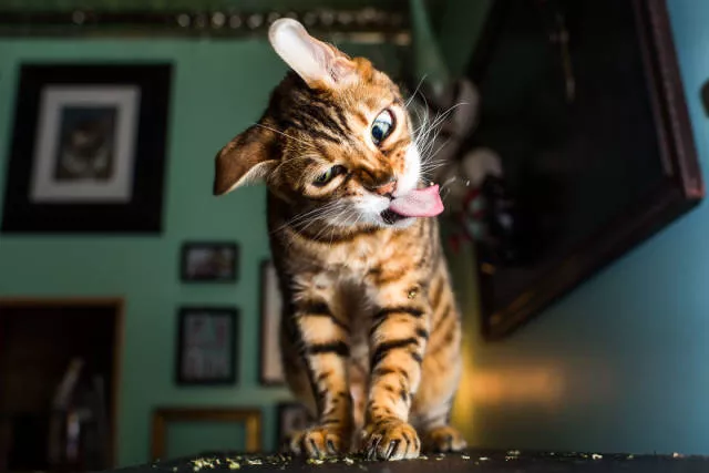 Cats vs catnip junkies - #13 