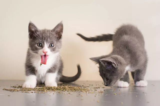 Cats vs catnip junkies - #14 