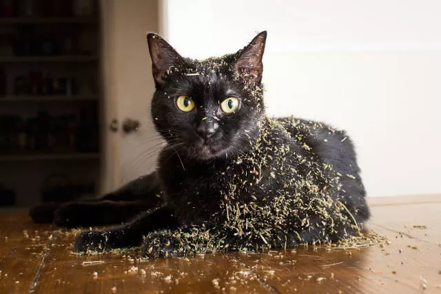 Cats vs catnip junkies - #15 