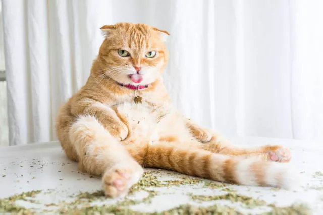 Cats vs catnip junkies - #16 