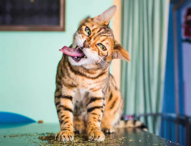 Cats vs catnip junkies - #19 