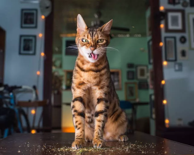 Cats vs catnip junkies - #5 