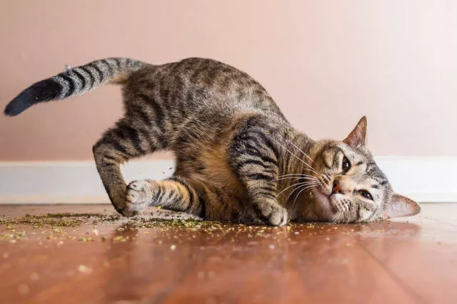 Cats vs catnip junkies - #6 