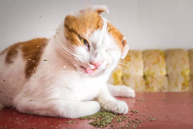 Cats vs catnip junkies - #7 