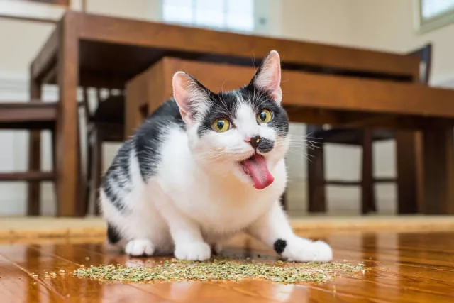 Cats vs catnip junkies - #8 