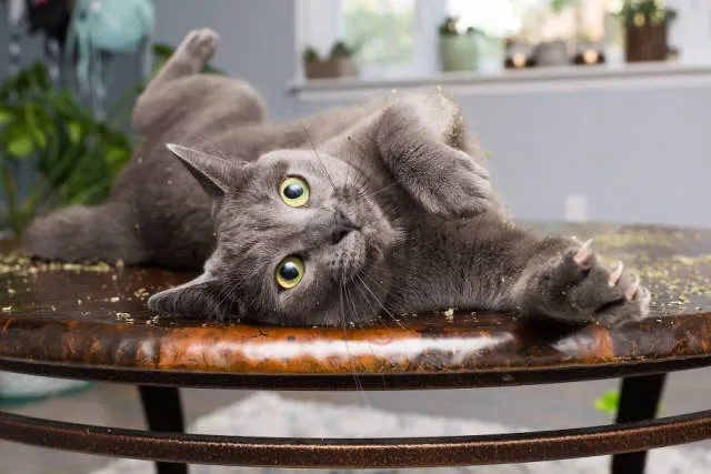 Cats vs catnip junkies - #9 