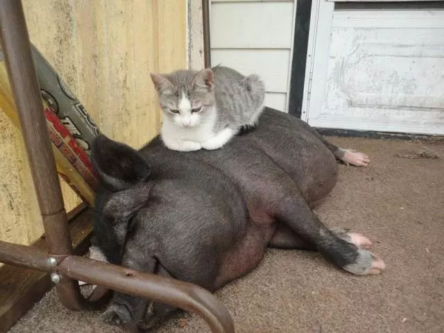 Picdump 492 - #29 