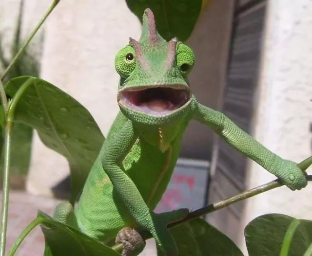 Surprises animales capturees - #1 