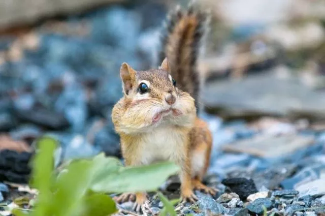 Surprises animales capturees - #10 