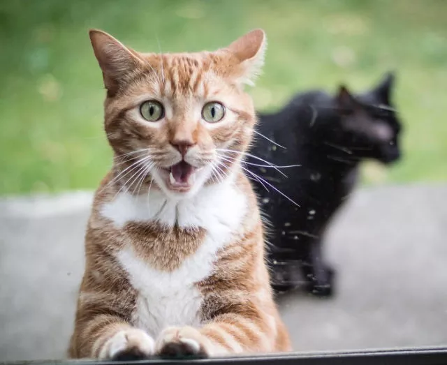 Surprises animales capturees - #11 