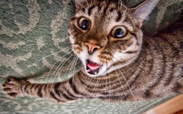 Surprises animales capturees - #12 