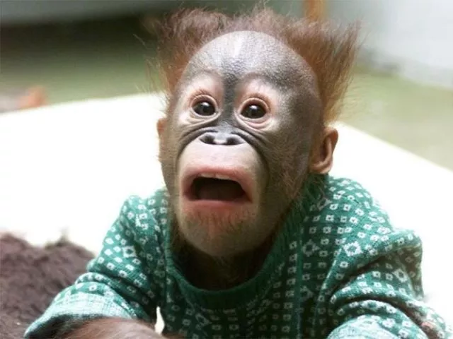 Surprises animales capturees