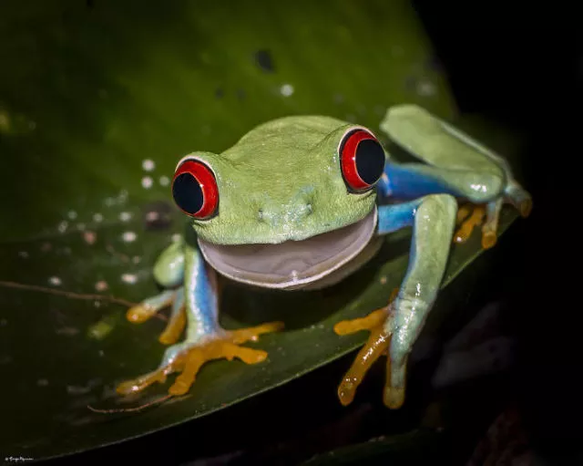 Surprises animales capturees - #14 