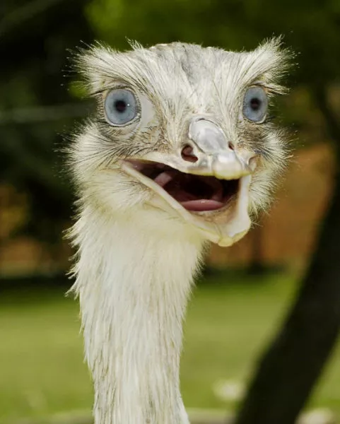 Surprises animales capturees - #15 