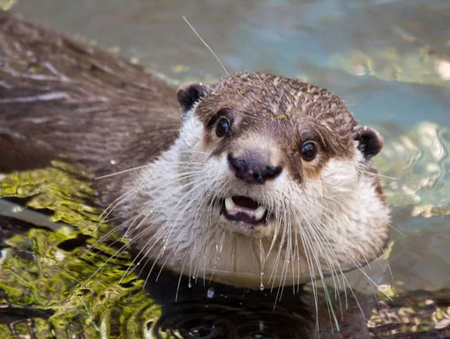 Surprises animales capturees - #16 