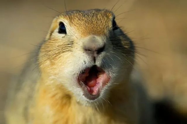 Surprises animales capturees - #17 