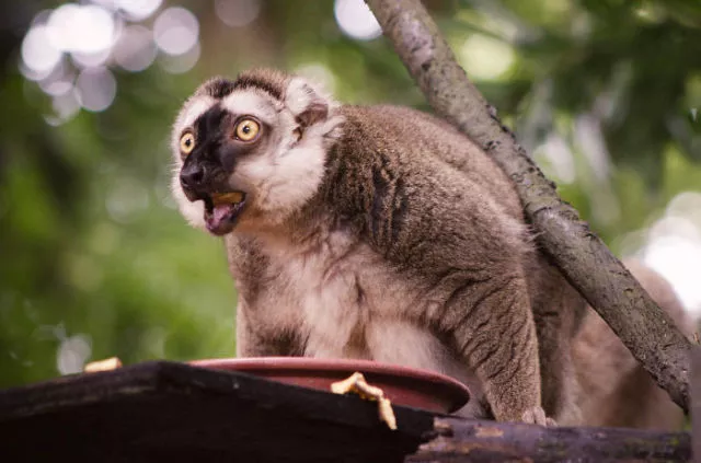 Surprises animales capturees - #18 