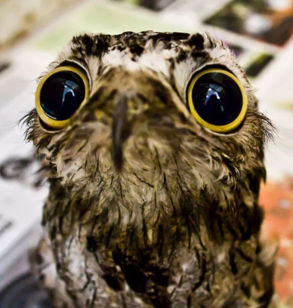 Surprises animales capturees - #19 