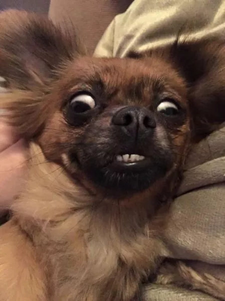 Surprises animales capturees - #20 