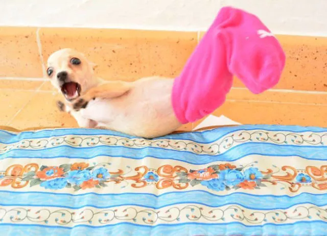 Surprises animales capturees - #21 