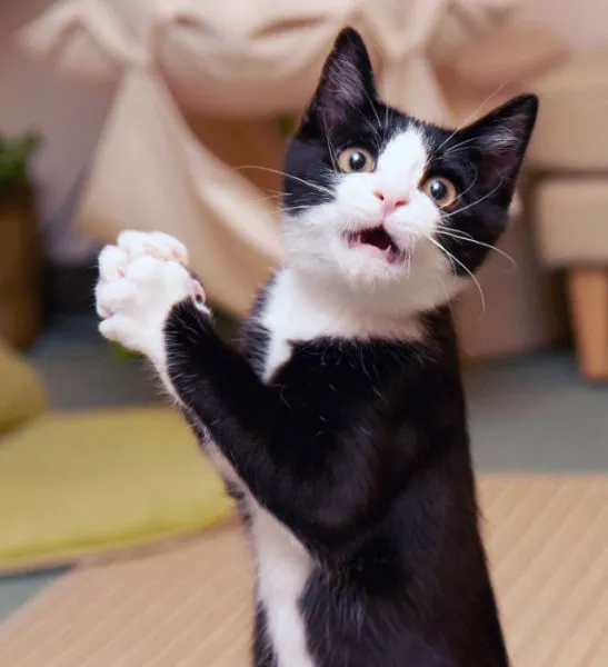 Surprises animales capturees - #23 