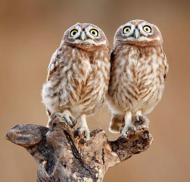 Surprises animales capturees - #24 