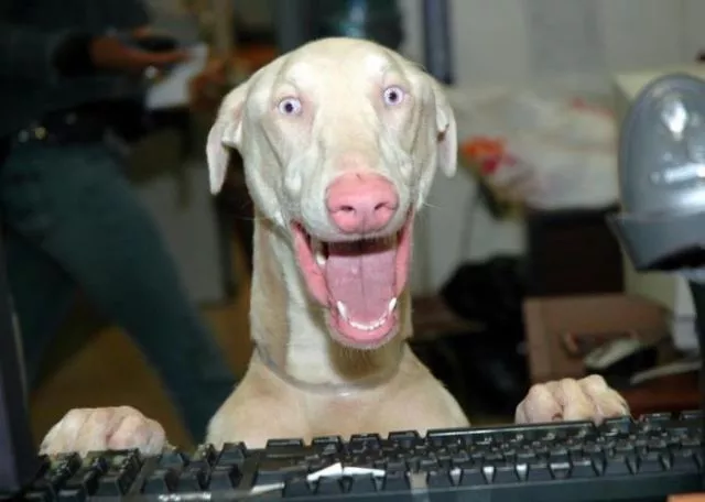 Surprises animales capturees - #25 