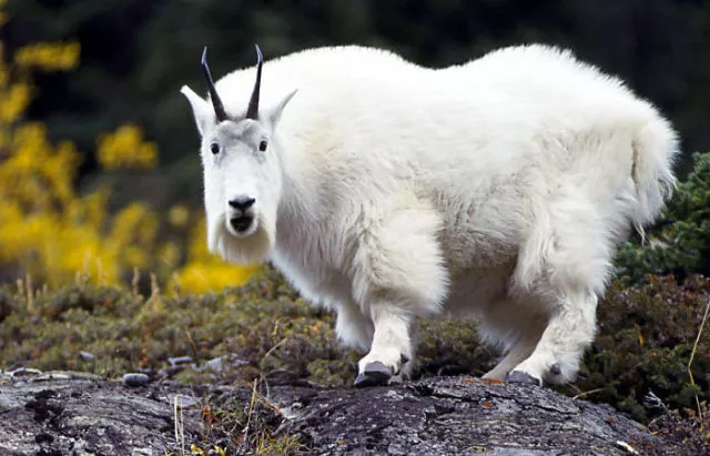 Surprises animales capturees - #26 