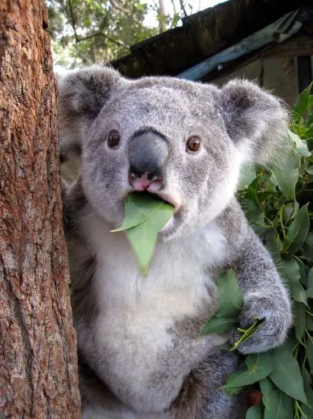 Surprises animales capturees - #27 