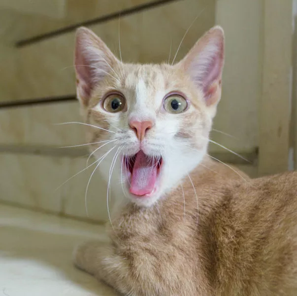 Surprises animales capturees - #28 