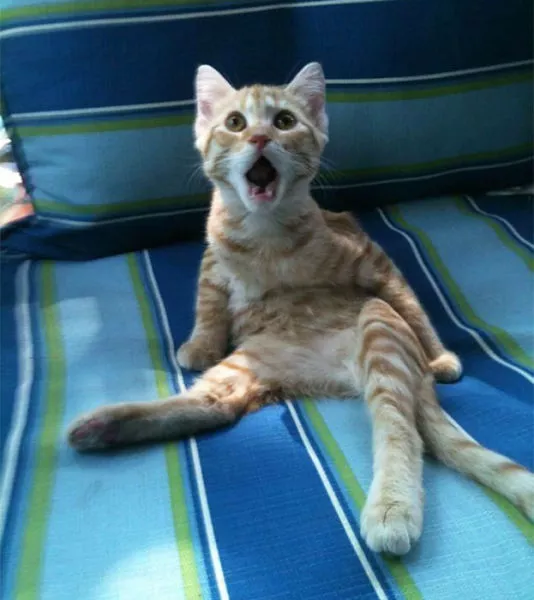 Surprises animales capturees - #29 