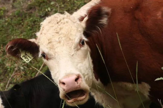 Surprises animales capturees - #3 