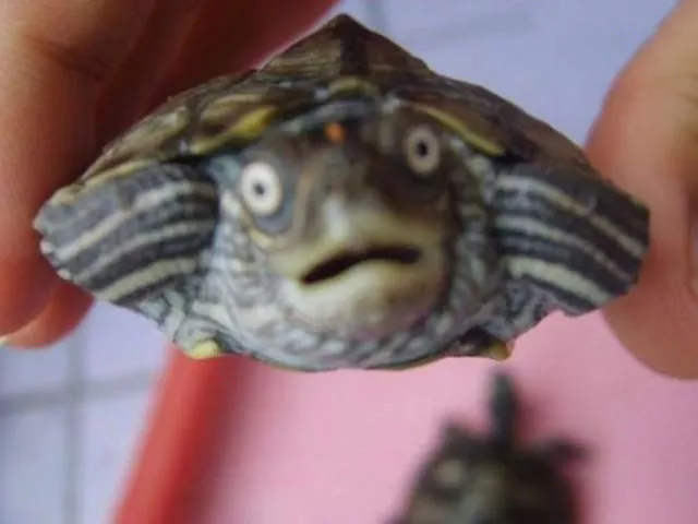 Surprises animales capturees - #30 