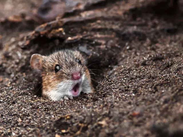 Surprises animales capturees - #31 