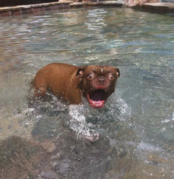 Surprises animales capturees - #32 